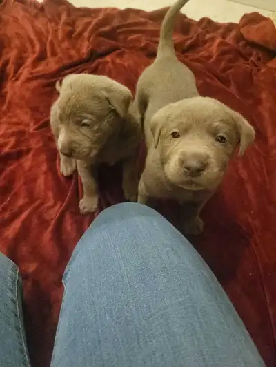 Purebred Sliver labrador puppies, View more