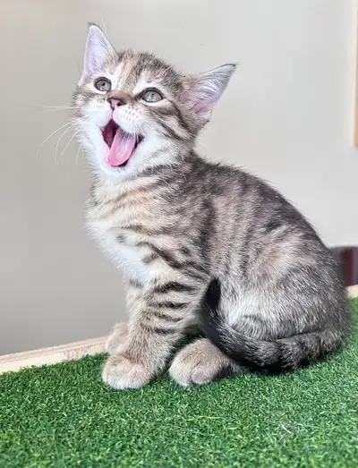 Looking for a loving forever home for our last little boy!, View more