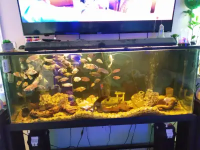 I have a 125 gallon tank for sale comes with stand light and 2 filters and three air pumps heater an...