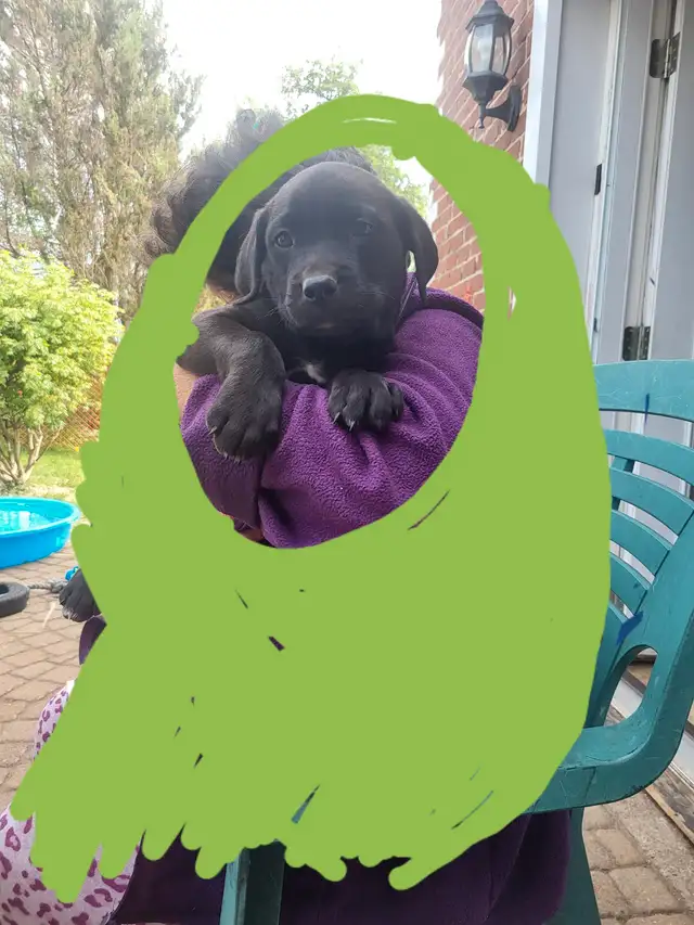 Looking for our Furever Home in Dogs & Puppies for Rehoming in Owen Sound - Image 9