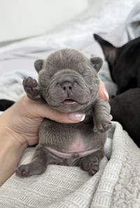 Registered French Bulldogs  3 weeks old