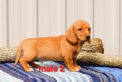Dachshund/ Beagle cross puppies, View more