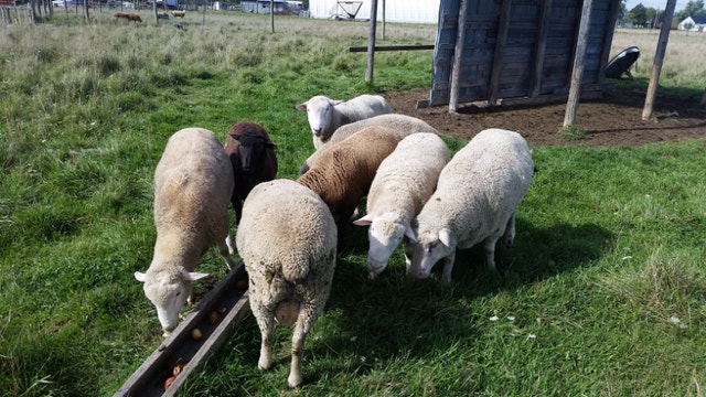 Breeding Rams | Livestock | Hamilton | Kijiji
