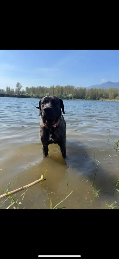 lab/mastiff for rehoming, View more