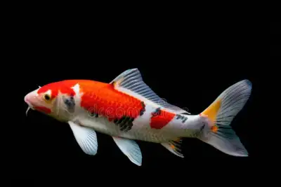 Need fish Like: guppies platys bristle plecos Gold fish mollys betta fish angel fish glow fish snail...