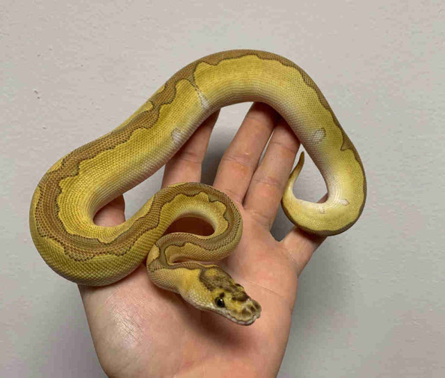 Female Enchi Lesser OD Clown Ball Python  in Reptiles & Amphibians for Rehoming in Mississauga / Peel Region