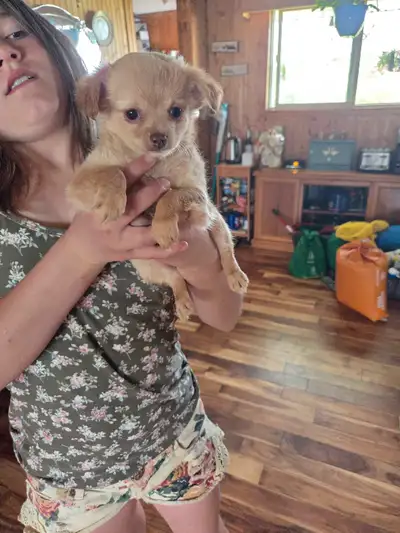 I have 4 long haired Chihuahua puppies looking for their forever homes. Puppies have had their first...