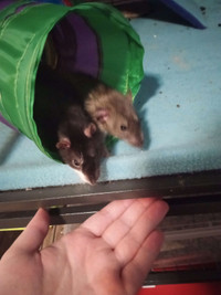 two 6 month old male rats to give away in montreal