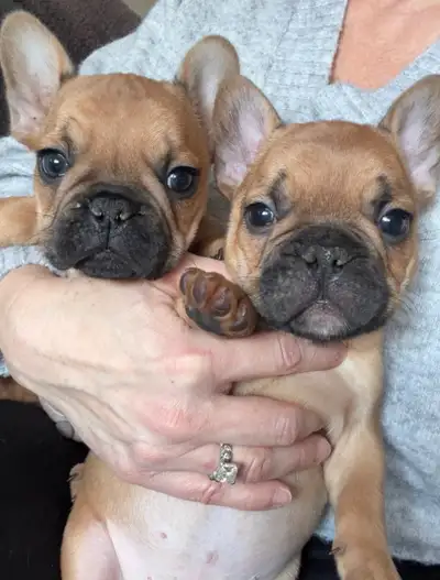 French Bulldog puppy Frenchie, View more