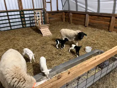 katahdin lambs, View more