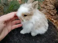 EXTRAORDINARY baby lionhead bunny rabbit