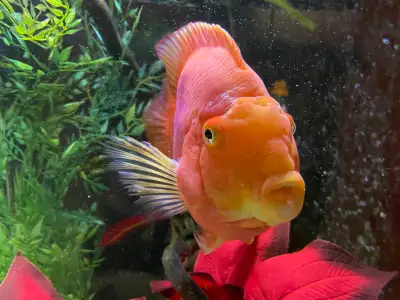 Large Aquarium Fish for Rehome - Parrot Cichlid, View more