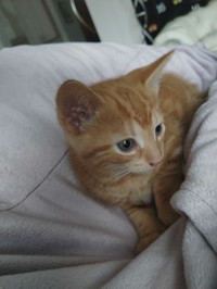 Baby kittens for adoption 