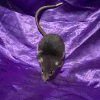 Pet rats 