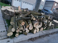 Free firewood very nicely cut hardwood maple and other good wood