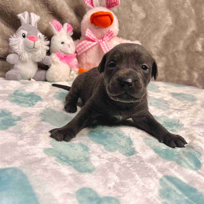 Cane Corso mix Puppies ready furever homes in MAY⭐️⭐️⭐️ Dogs