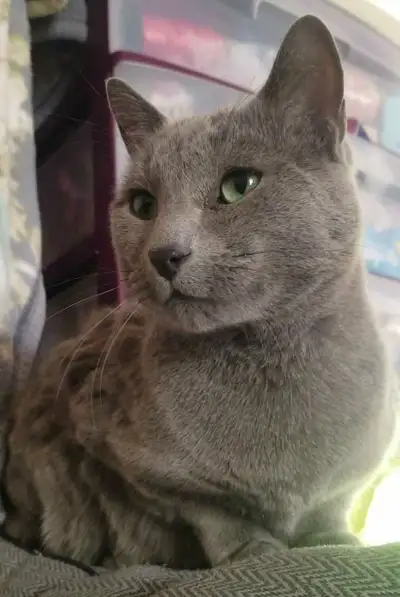 TICA registered Russian Blue Boy , View more