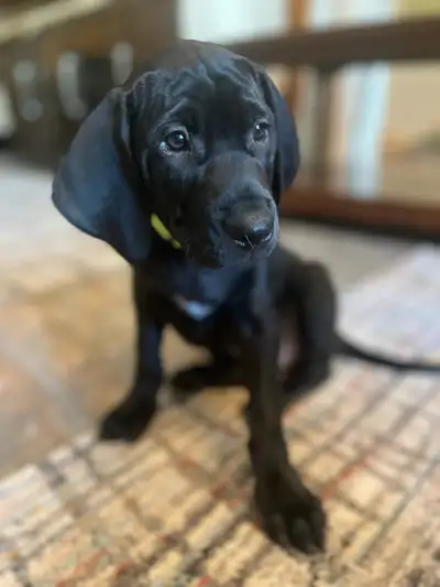 Vizsla/Weimaraner puppies!, View more
