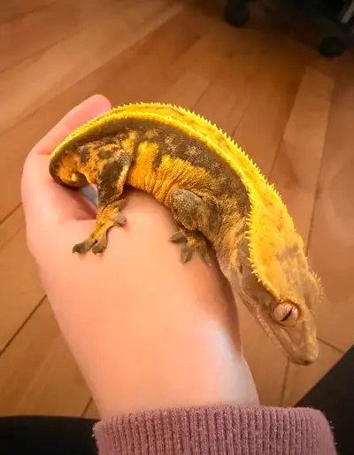 Crested gecko for rehome, View more