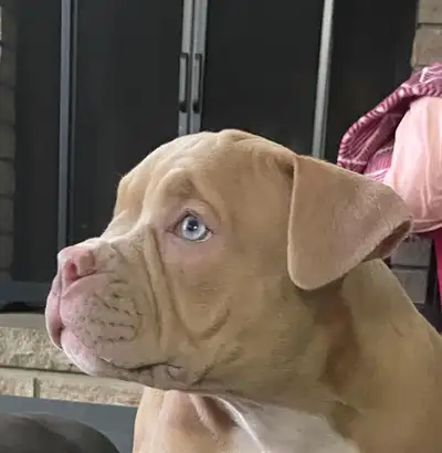 Puppies for sale , View more