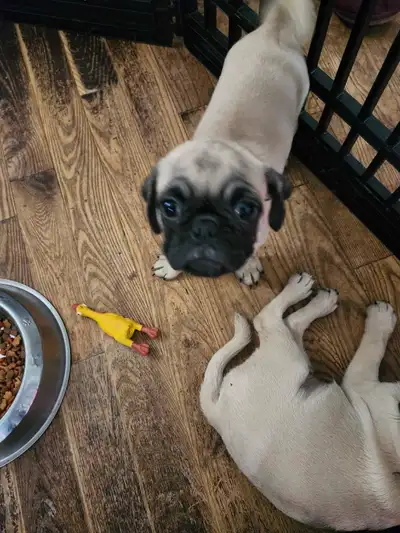 pug puppies, View more