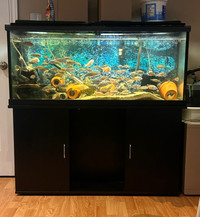55 Gallon fish tank