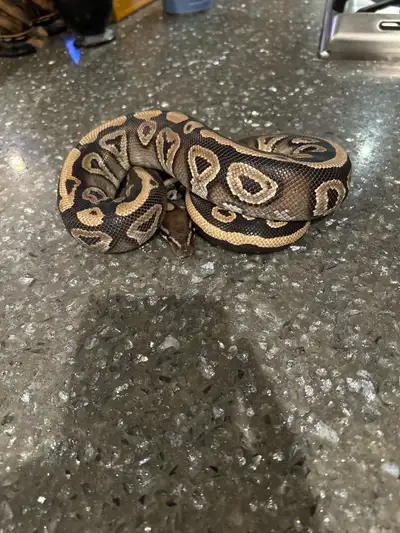 cinnamon Mojave ball python, View more
