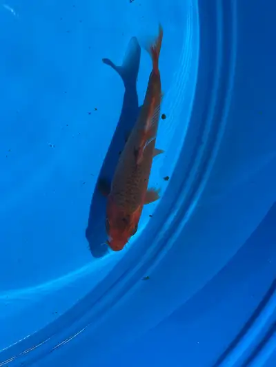 5” Asagi Koi, View more