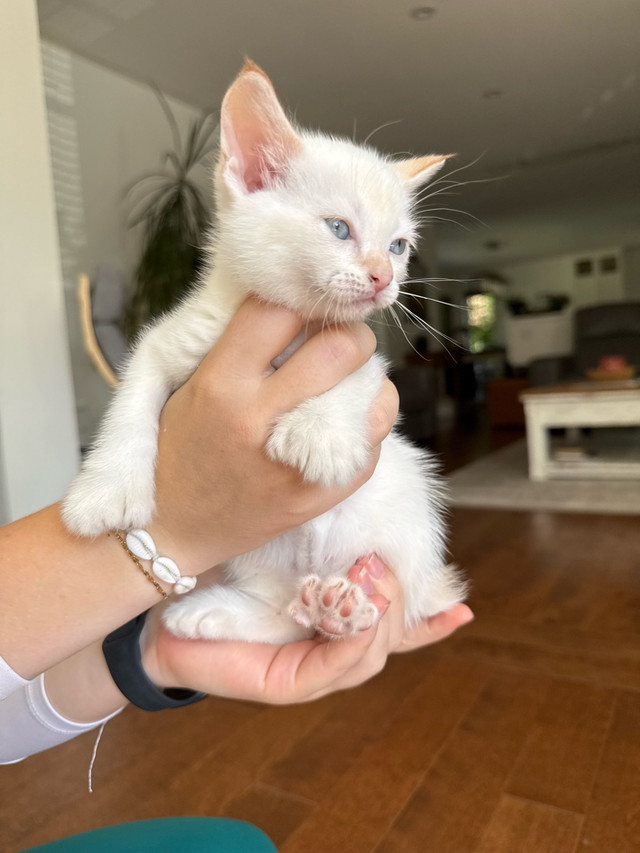 chaton highland lynx dans Chats et chatons à adopter  à Victoriaville - Image 2