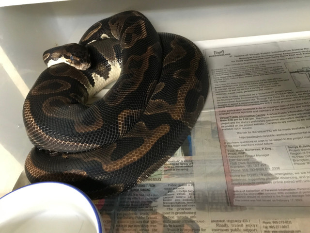 Breeder Ball Pythons in Reptiles & Amphibians for Rehoming in Mississauga / Peel Region - Image 3