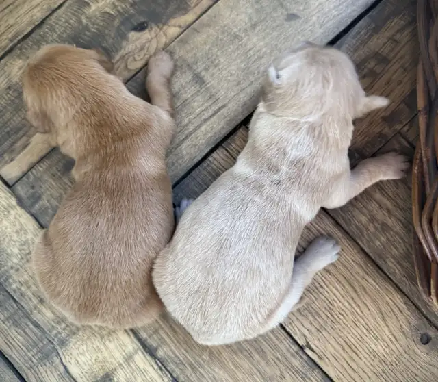 Golden Retriever Puppies: Show Lines! OFA CHIC certified! in Dogs & Puppies for Rehoming in Norfolk County - Image 6