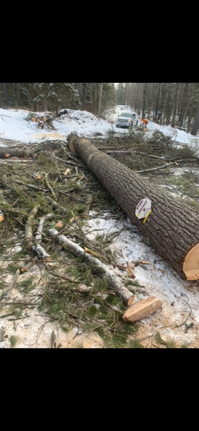CTC Treel Removal!!  in Lawn, Tree Maintenance & Eavestrough in Sudbury - Image 3