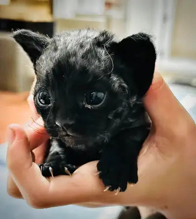 One Black Devon Rex Kitten, View more