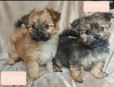 Yorkie/Pomeranian Puppies for Sale, View more
