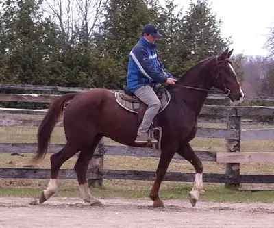 Handsome 16.2h Clyde X gelding rides great & experienced driver, View more