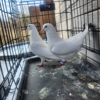 White Pigeon Pair for Sale, View more