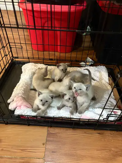 Siamese kittens , View more