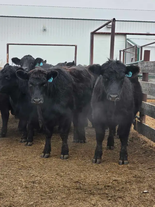 Fancy Black Angus Bred Heifers in Livestock in Saskatoon - Image 5