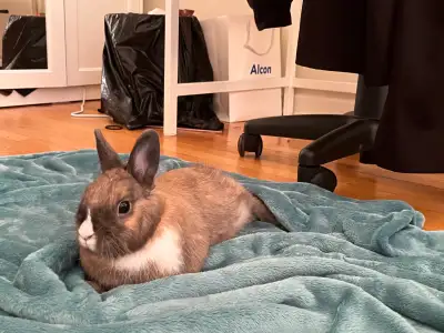 Bunny Rabbit-4 years old, View more