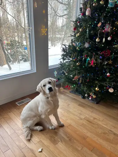 Chiot Golden Retriever Anglais (crème) à donner, View more