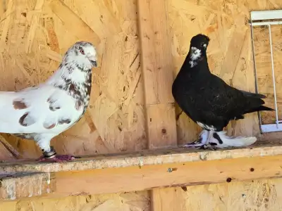Pigeons for sale with coop, View more
