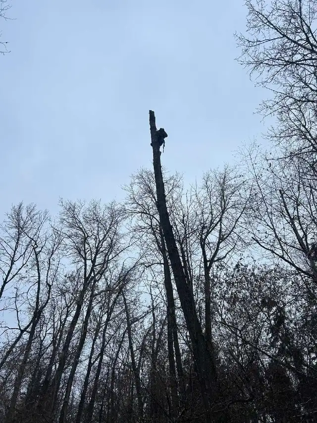 Essential Tree Services 533909563360552966