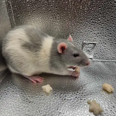 Babies are ready to go. Available Easter Weekend. ONE GIRL ***SOLD*** 7 BOYS ***2 SOLD **5 BOYS AVAI...