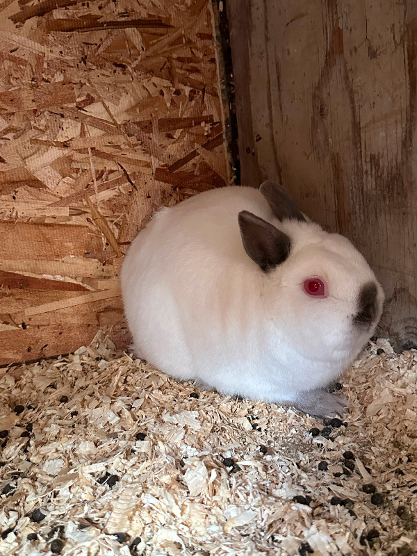 Dwarf Rabbits in Small Animals for Rehoming in Calgary - Image 2