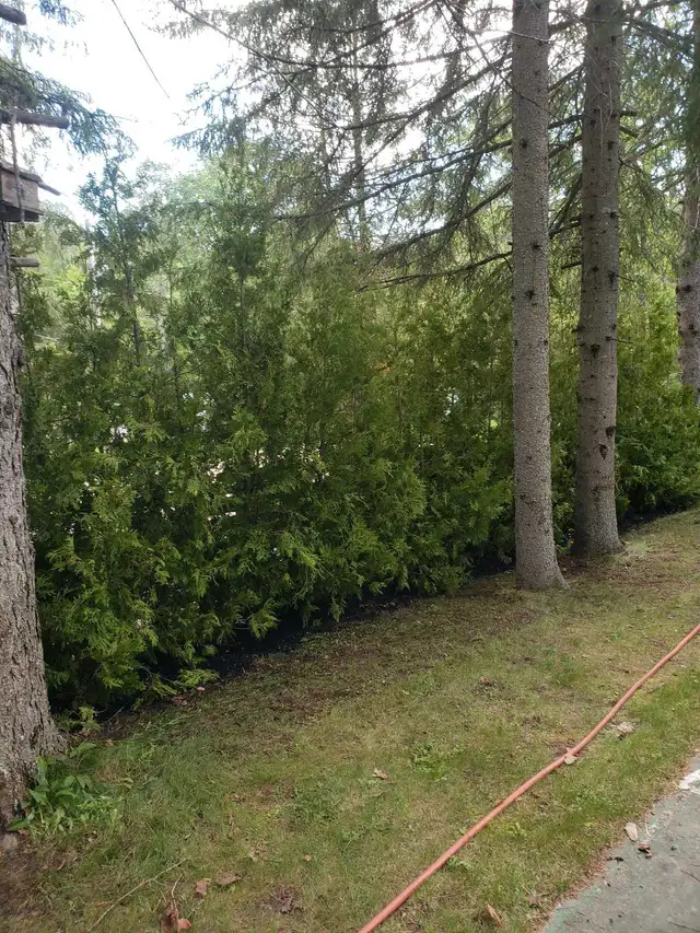 Cedar Hedge Planting or Delivery  in Plants, Fertilizer & Soil in Trenton - Image 6