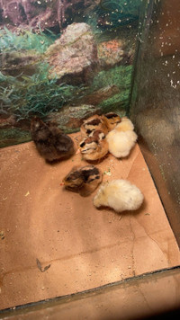 Day old and 3 week old chicks BYM