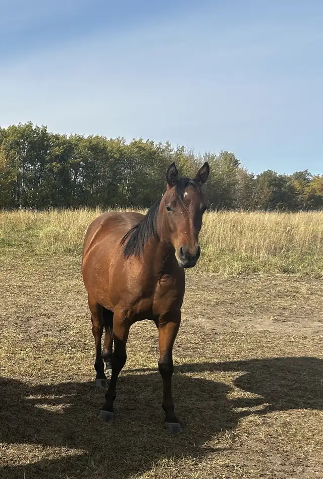 Red Hott Cat coming 2yr old filly in Horses & Ponies for Rehoming in St. Albert - Image 5