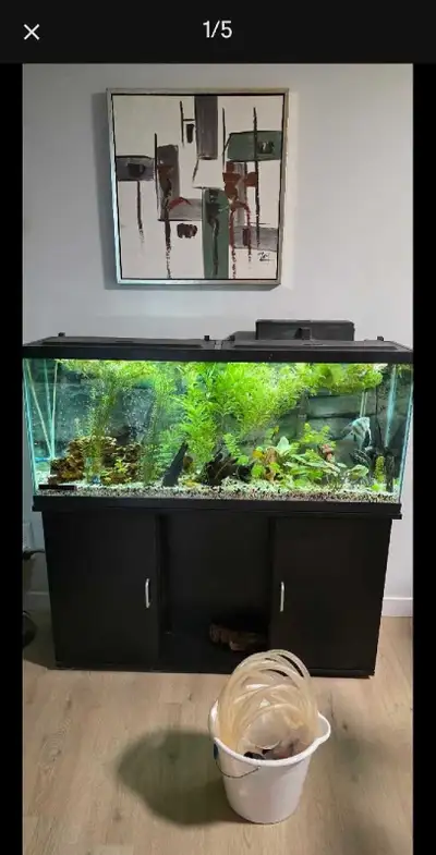 $1200.00 OBO 55 Gallon Fish tank (Fluval) All filters sir supplies and pump all decorations. Live pl...