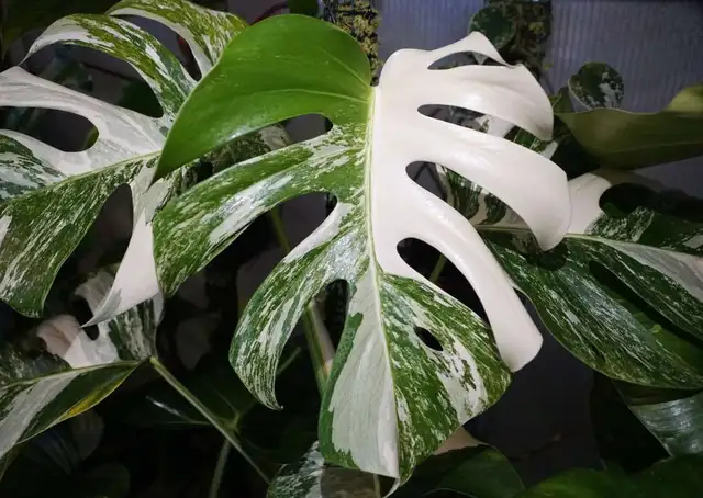 Monstera variegated cuttings upto 2metre length- with many roots in Plants, Fertilizer & Soil in City of Toronto - Image 3