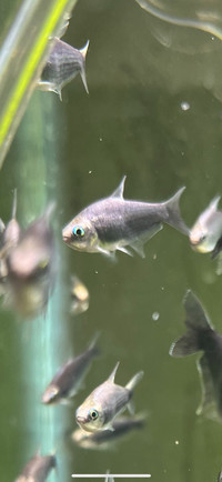 Black Emperor Tetras